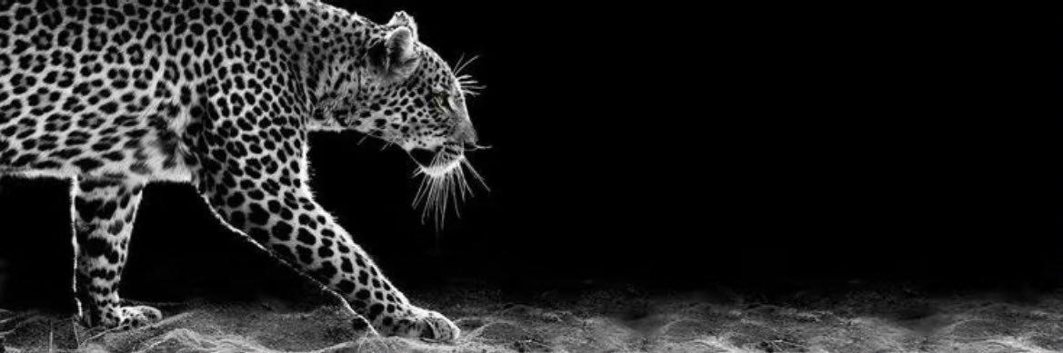 Queengago's profile banner image