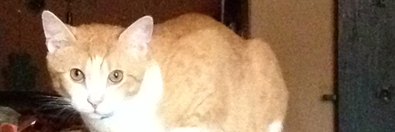 sbrettler's profile banner image