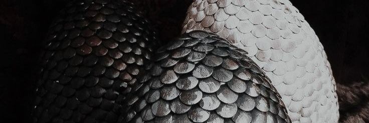 xMagikbus's profile banner image