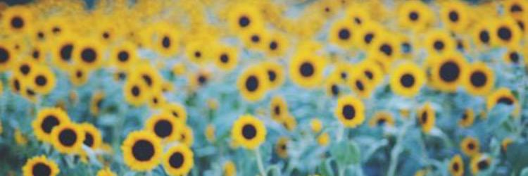 chelsrice's profile banner image