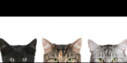 GATO AYUDA banner
