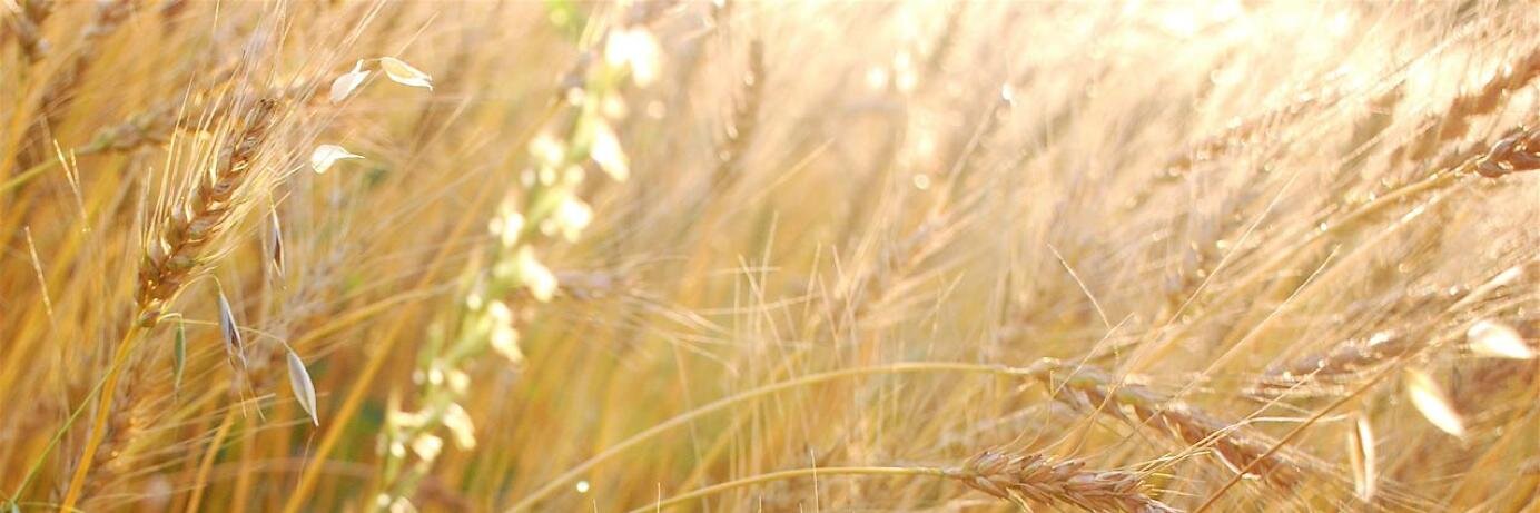 deabee's profile banner image