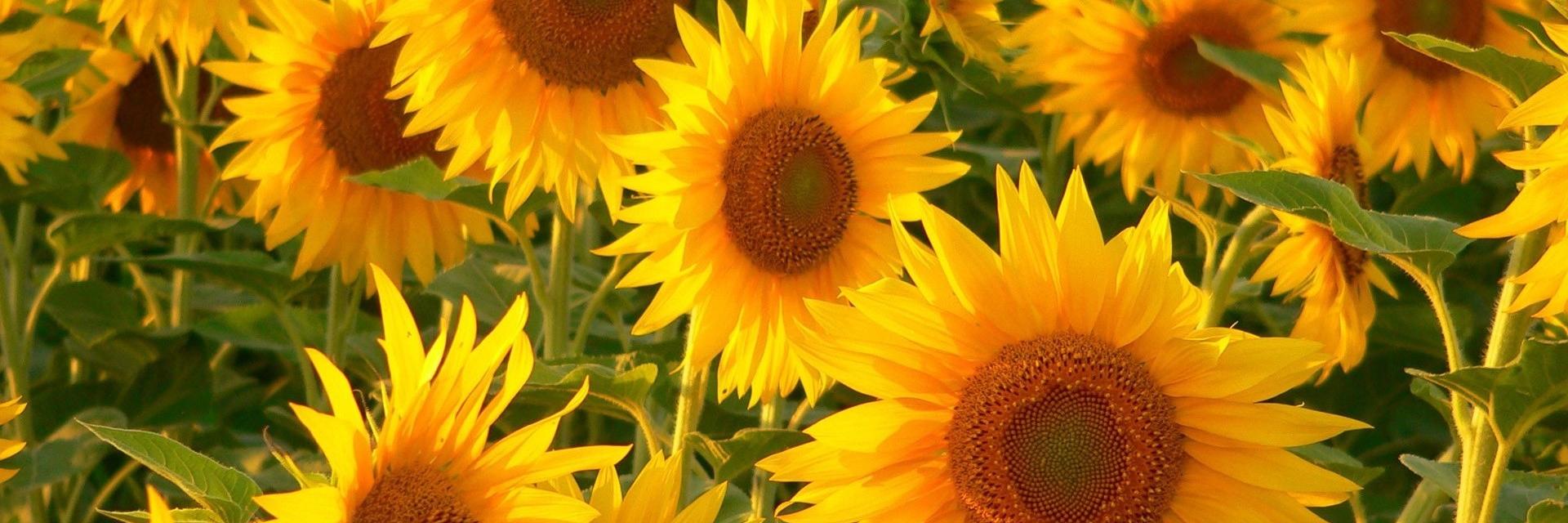 sunflowergrl68's profile banner image