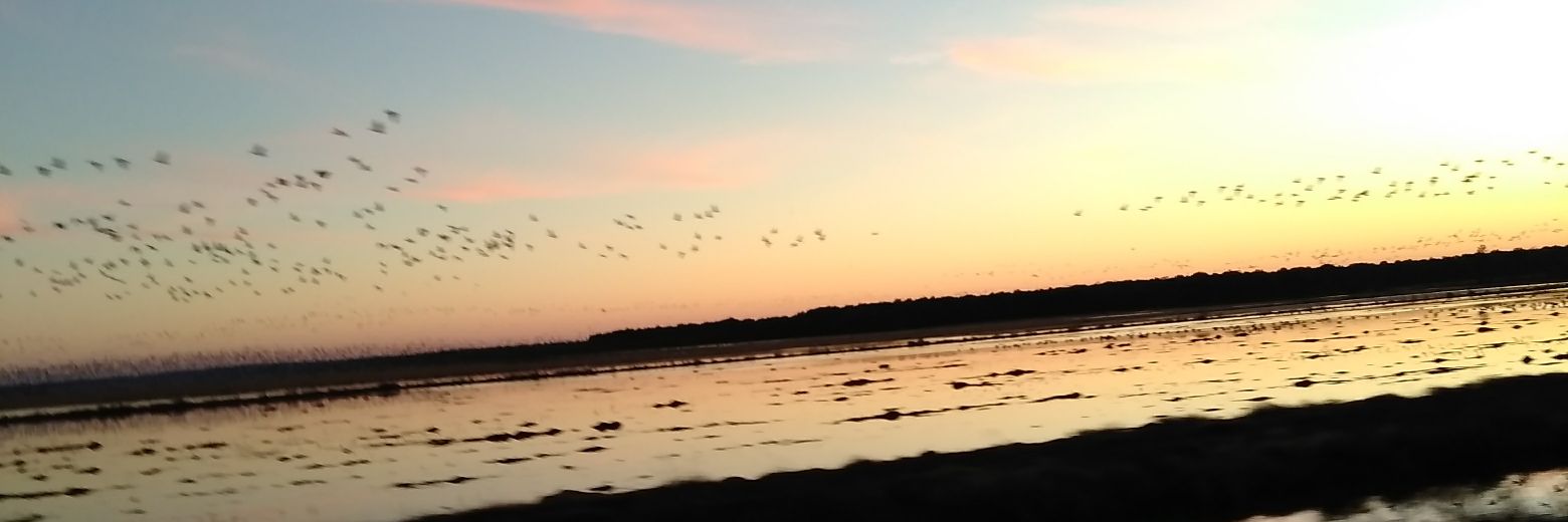 ♏️elony🌌 banner