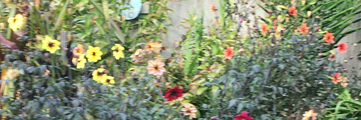 critterlover17's profile banner image