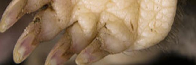 BankMole's profile banner image