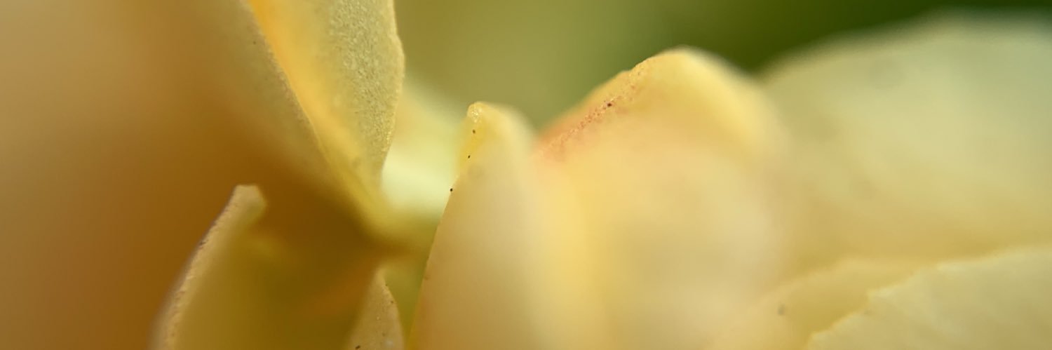 brandesb's profile banner image