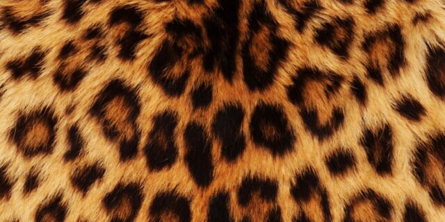 schaalla's profile banner image