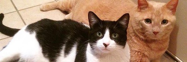 RachelRyanRadio Profile Banner