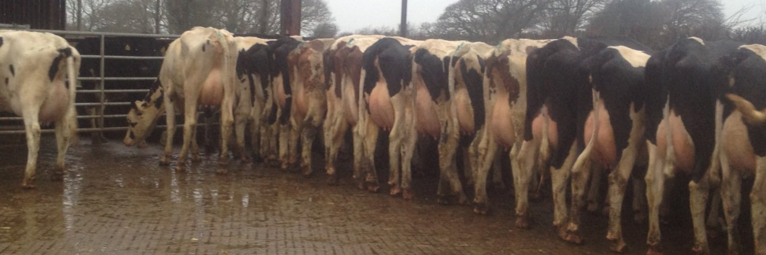 Davies Dairy Stock banner