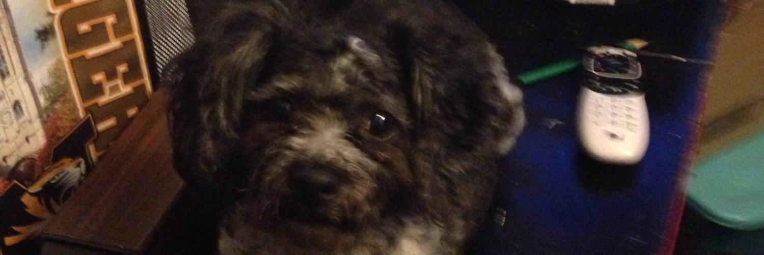 oscarrootbeer's profile banner image