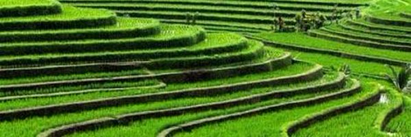 fshareef2009 Profile Banner