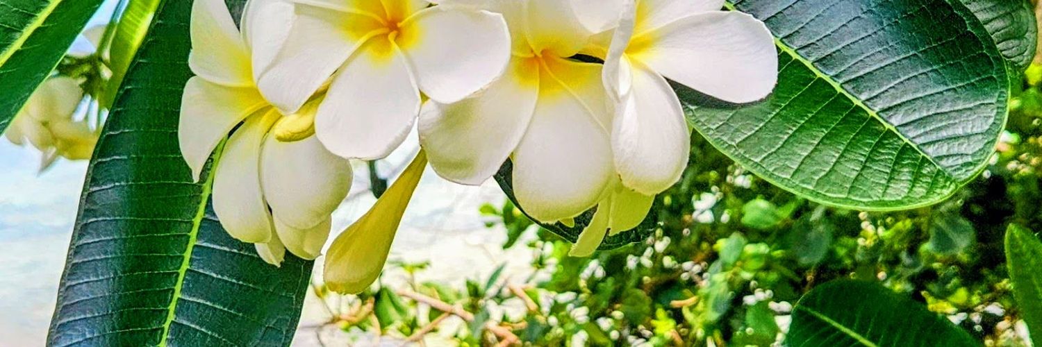missotuko's profile banner image
