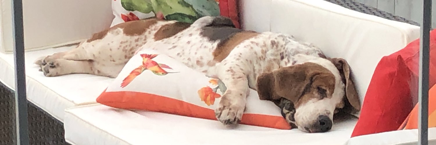 BootsandBassets's profile banner image