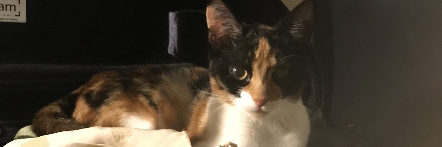 cerysannjones's profile banner image