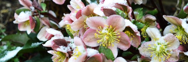 Garsons_Esher Profile Banner