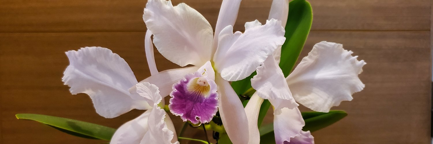 maruko517's profile banner image