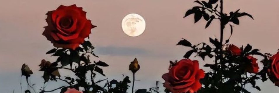 ksoncrant_'s profile banner image