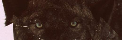 María Chictli banner