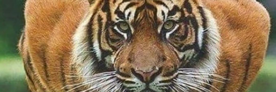 elalinil's profile banner image