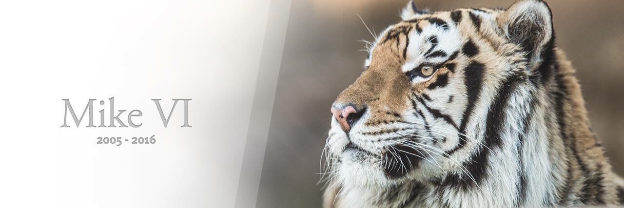 RileyTime's profile banner image