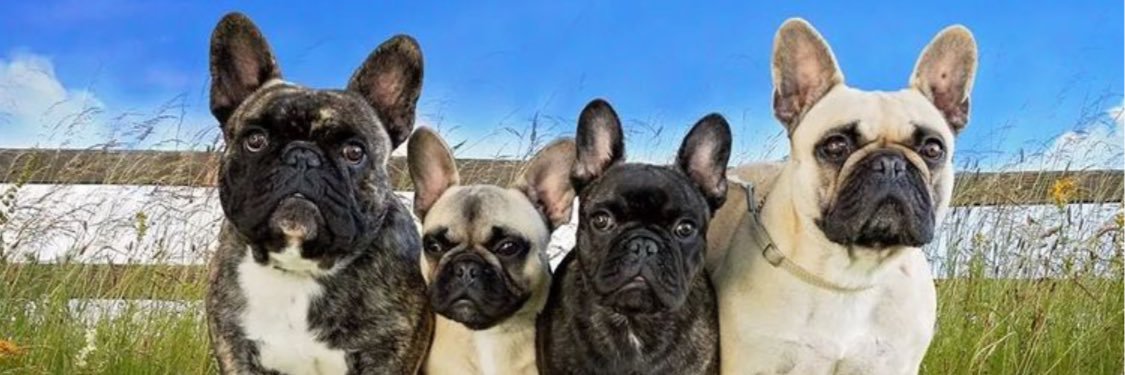 Frenchie_rescue's profile banner image