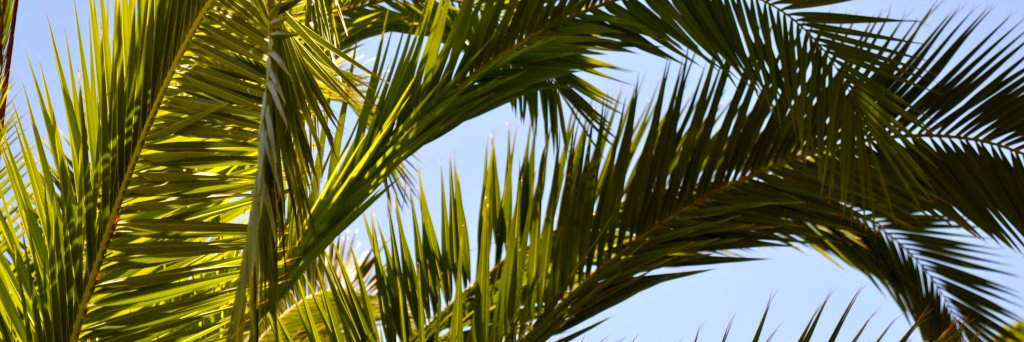 tanushri_d's profile banner image