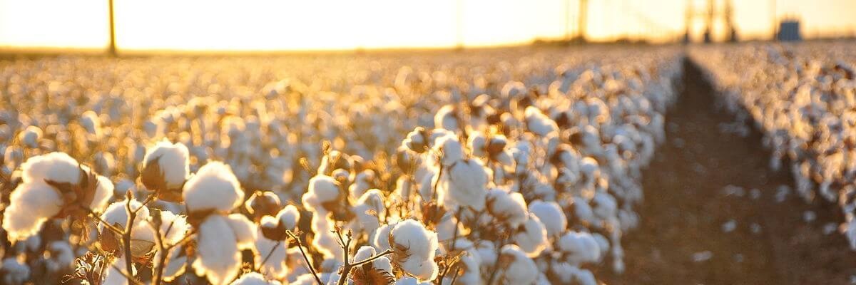 Tadams banner