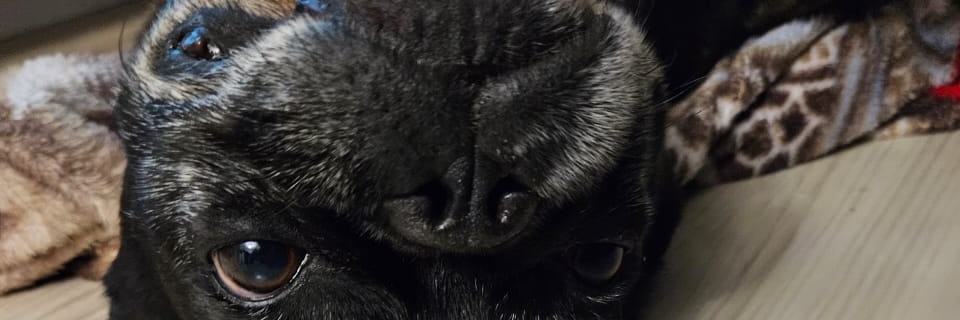 kizuedu's profile banner image