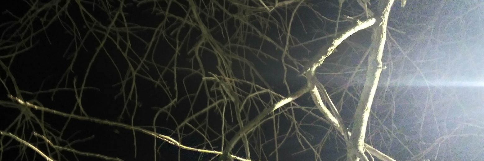 estomatopodo's profile banner image