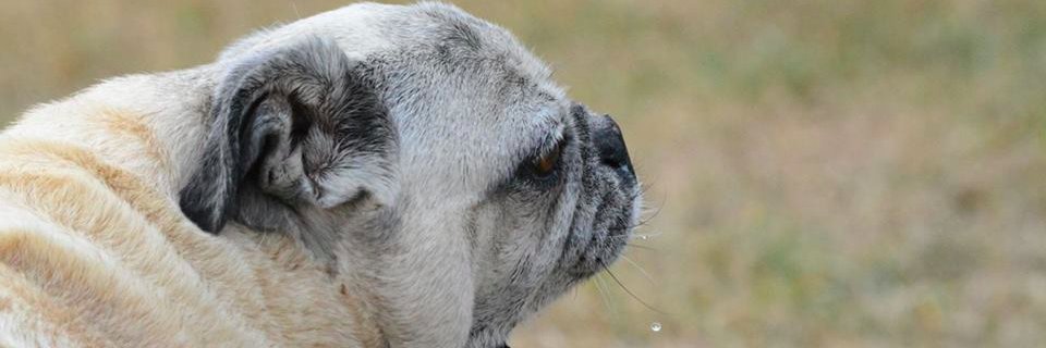 ReggieThePug1's profile banner image