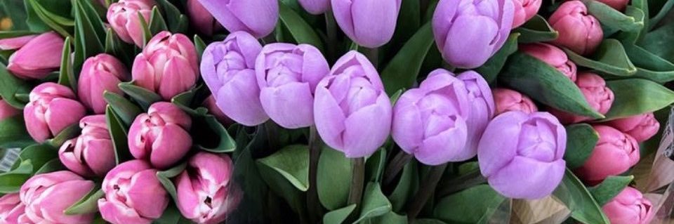Nikol_Avc's profile banner image