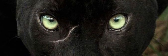 ssss11ss's profile banner image