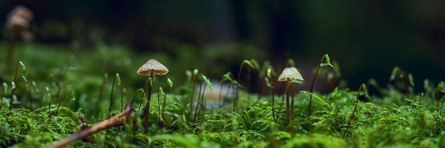 SamanGrv's profile banner image