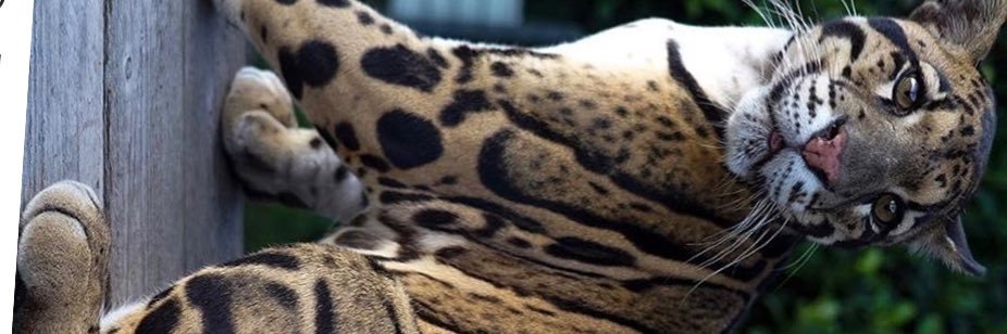 Essay_Hart001's profile banner image