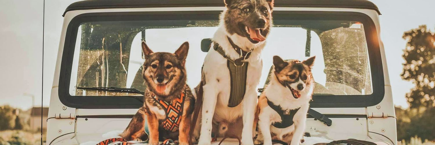 shohee13's profile banner image