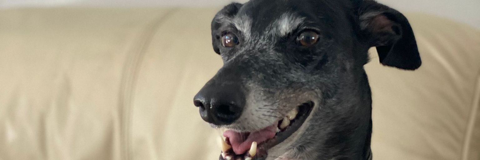 MichiLoveSophia's profile banner image