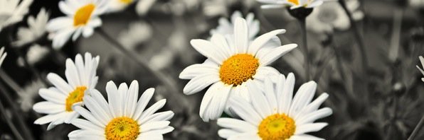 LianetS's profile banner image