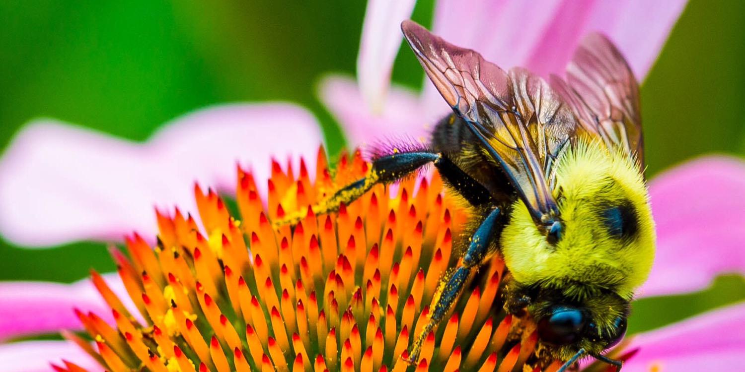 PlantsForPollinators banner