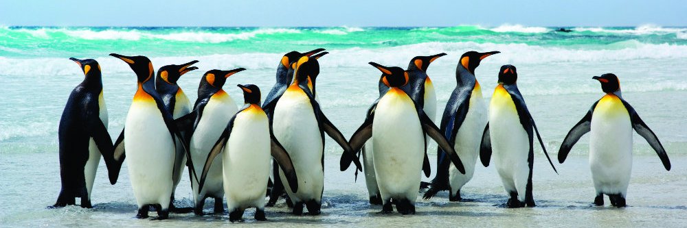 ThePenguinGuy banner