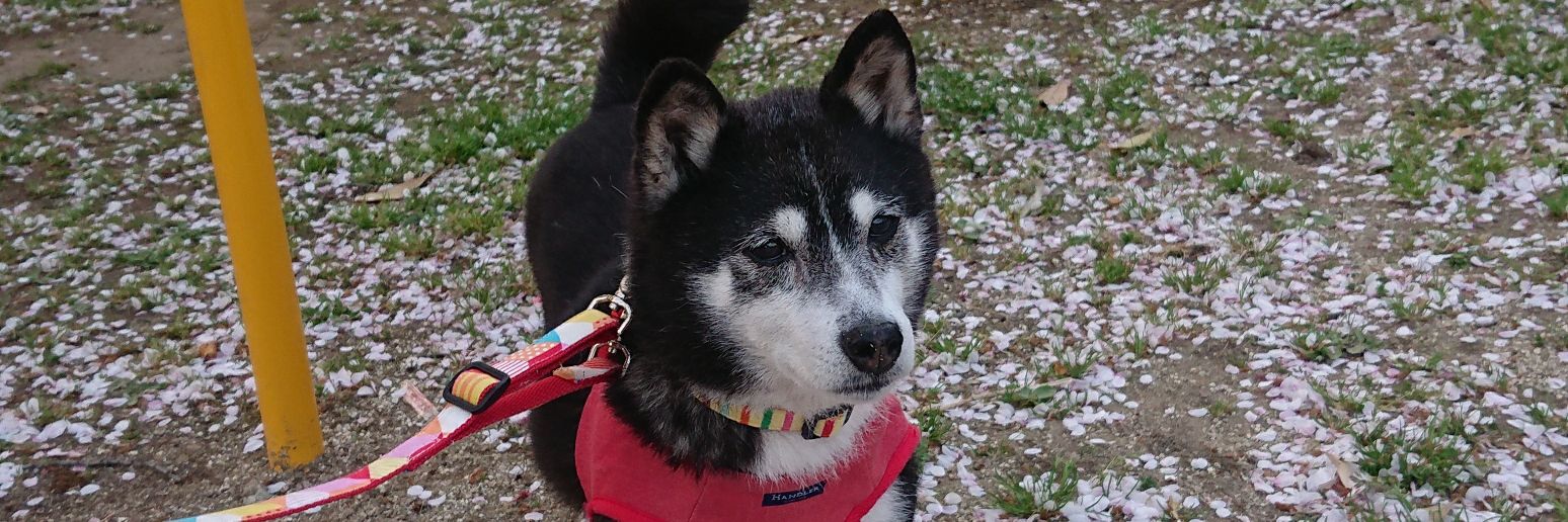 哲まどママ banner