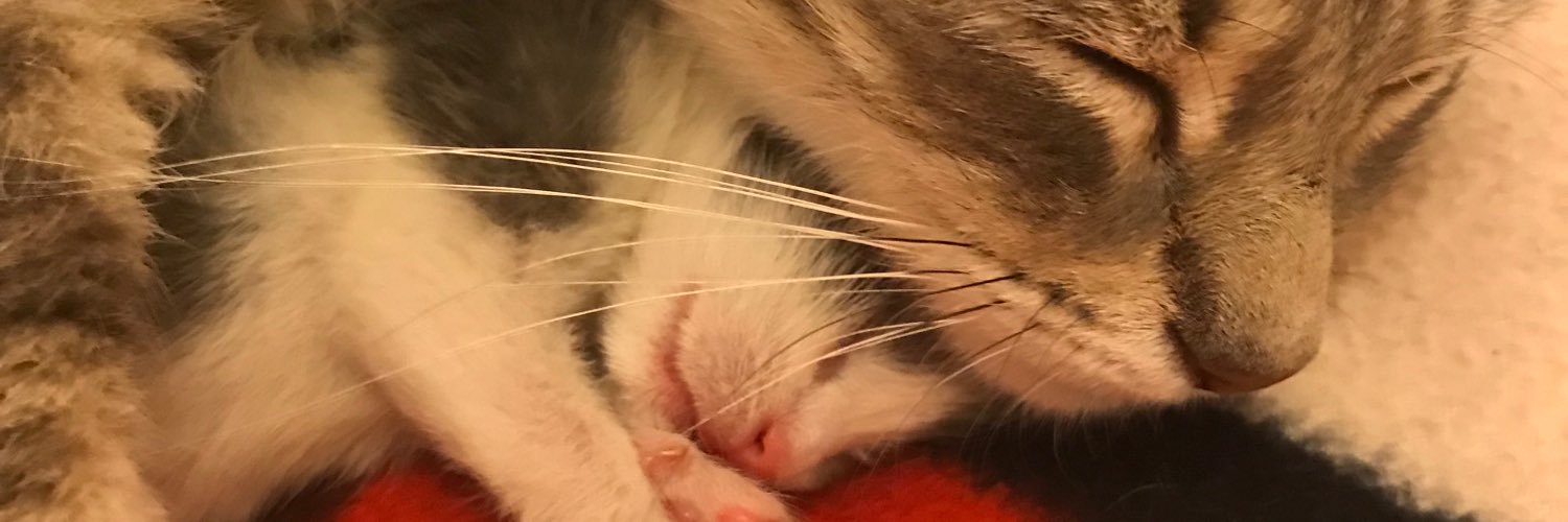 alisonbqe's profile banner image