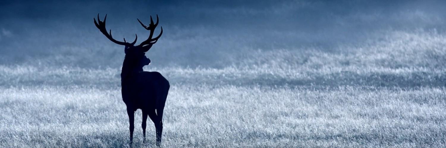 Urban_Deer's profile banner image