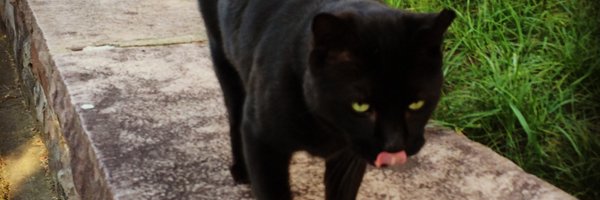 andypeck13 Profile Banner