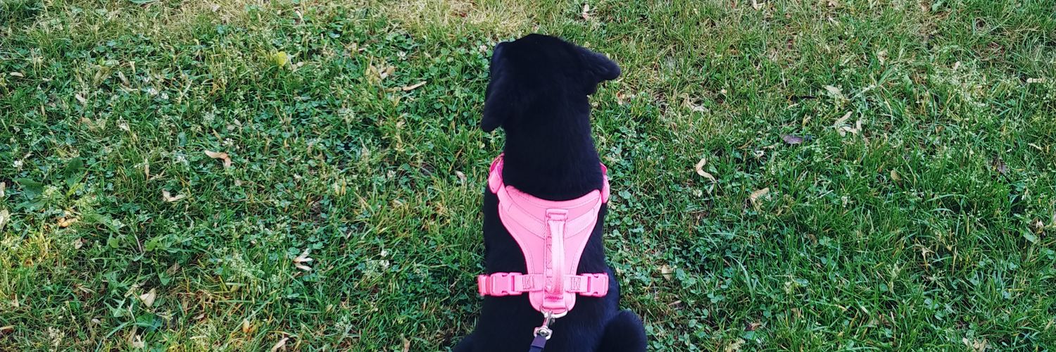 Bham 🇨🇦 banner