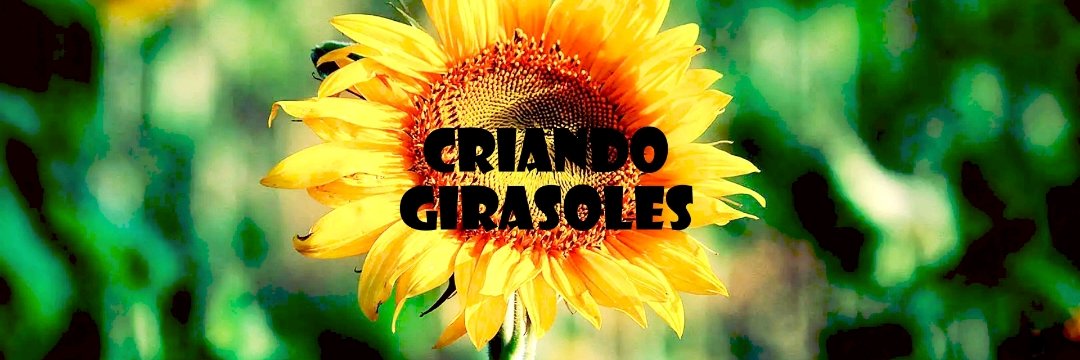begoabril's profile banner image