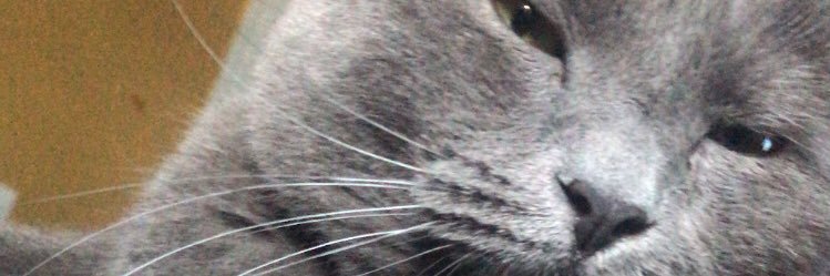 cameronwebbb's profile banner image