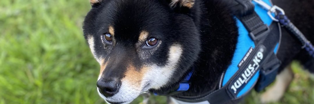 鮮于 恩（せぬ おん）🐕선우은 banner