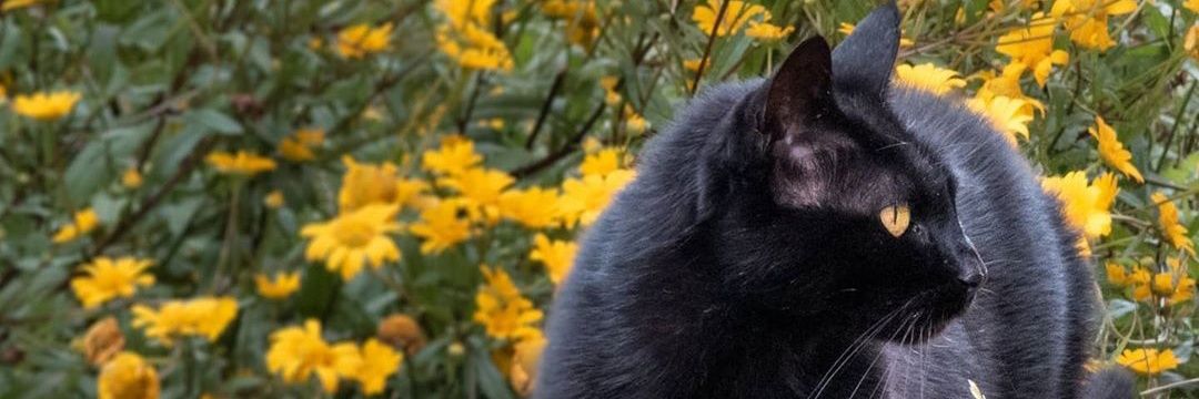 Paulina Rodríguez 🍉 ❤️🖤🤍💚 banner