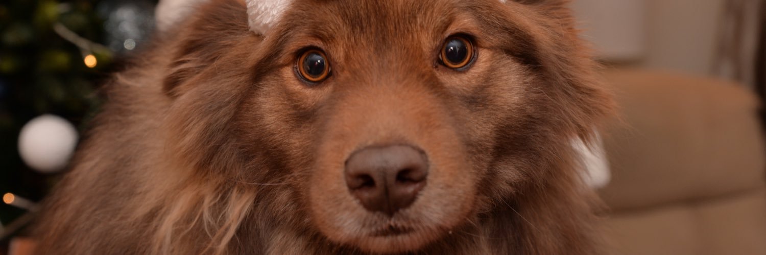 QueenAlicebttlr's profile banner image